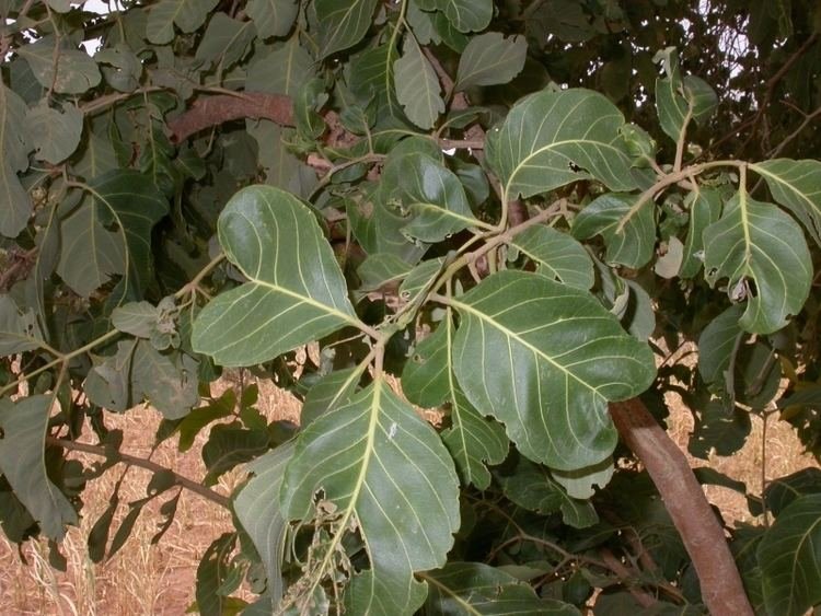 Combretum glutinosum